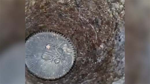 “Forbidden Oreo”: Unusual-Looking Spider Resembles This Popular Dessert