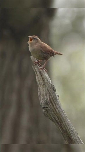 Beautiful Eurasian Wren Song 🍃 #birdsong #wildlife #shorts