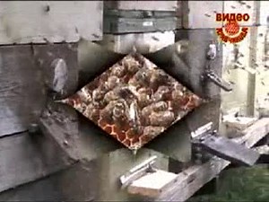 Кривчиков Конструкция двухкорпусного улья