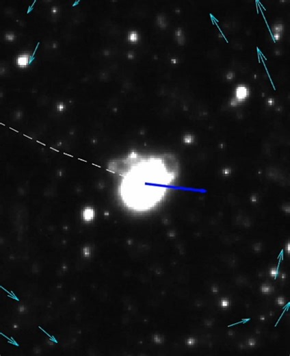 Tiny Plankton Surfing Ocean Currents