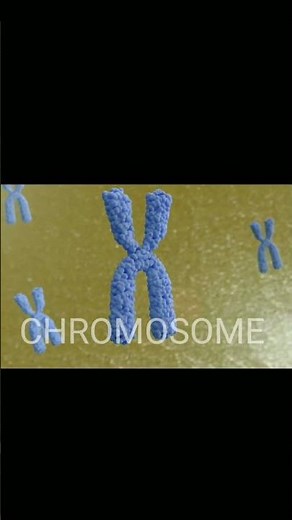 CHROMOSOME 3D ANIMATION