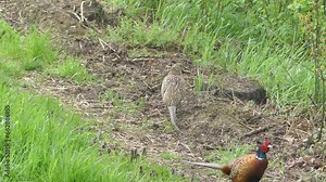 Male and female of Common pheasant, Phasianus colchicus in natural environment on rainy spring weather - real time. Female of pheasant has damaged leg. Topics: animals, weather, ornithology, season