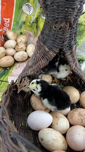 1.8M views · 10K reactions | Ang Daming Itlog mula sa Pugad at Damohan #turkey #chicken #farming #farmlife #buhayprobinsya | Farming Business Atbp | Facebook