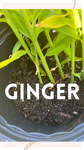 Ginger 🫚 🫚 Ginger is actually a rhizome and not a root. A rhizome is an underground stem and will grow continuously and never stop. 🫚 The ginger plant is an herb 🫚 Ginger is native to south eastern Asia 🫚 You can grow ginger from rhizomes found at the grocery store (get organic) 🫚 Ginger is considered a tropical plant, but can be cultivated year round 🫚 Ginger has many benefits, including anti-inflammatory properties, blood sugar, regulation, gastrointestinal relief, as well as menstrual 