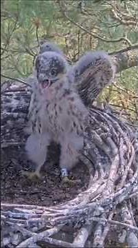 Goshawk again attack on hobby nest #hobby #goshawk #attack #nest #chicks #hobbychick #nestattack