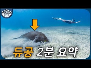 필리핀 코론으로 듀공을 보러 간다면? ㅣ듀공과 매너티는 어떻게 구분해?ㅣ듀공 보러가면 지켜야 할 룰이 있다고?
