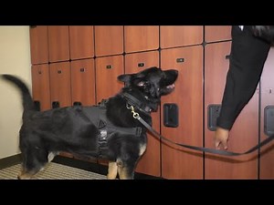 DMPS K9... Nose to the Ground