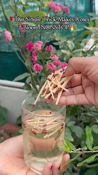 🌹Rose Plant Blooms NONSTOP with This ₹2 Secret Trick!😱🔥