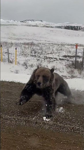 Grizzly Bear With Cubs Charges Truck on Rural Road || ViralHog
