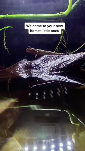 Adorable Mudskipper Paludarium Setup | Cute Fish Tank Pets