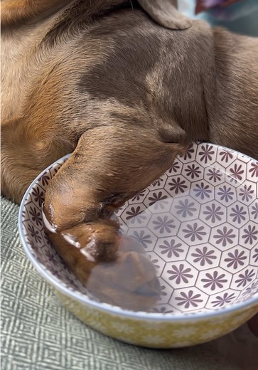 Win the Sausage Dog Thriving in TikTok World