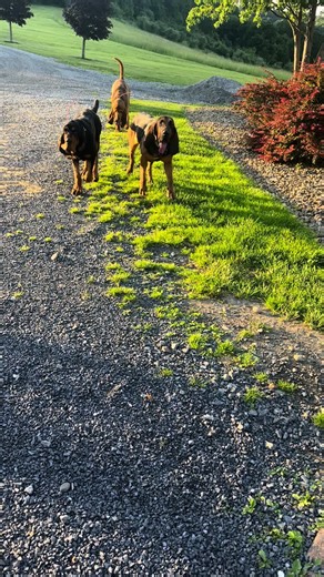 Will there be hounds in heaven #bloodhound #highroadhounds #hounddog #heaven #fyp