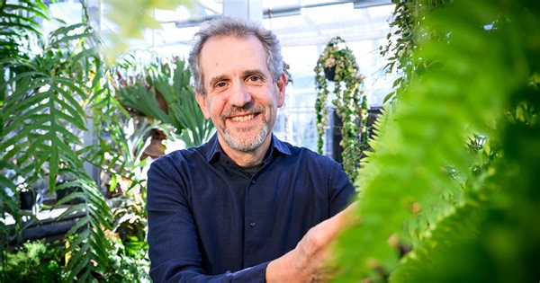 Unique fern sucks nutrients from the soil using dead "zombie leaves"