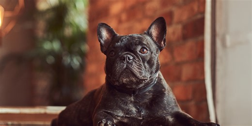 Keratoconjunctivita sicca: sindromul „ochilor uscați” la câini