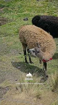 Itinerary for Machu Picchu: Machu Picchu with Lima + Lake Titicaca + Arequipa | 12 Days / 11 Nights