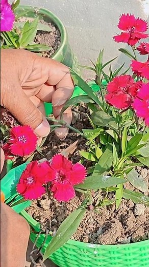 Dianthus plant care tips #gardenplants#homegardening #youtubeshorts#gardeningideas #dianthusflower