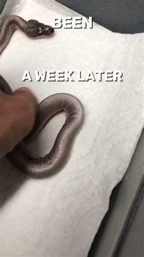 Deformed Baby Snake Update #shorts