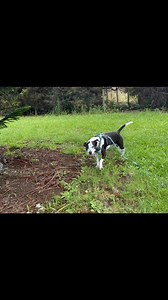 Tuesday Wednesday and Thursday- it’s been hot and sometimes wet but mainly hot. | The Catch Dog Training