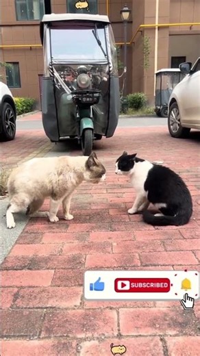 😹 Too Fast To Catch! Crazy Cats Compilation 🐱💨