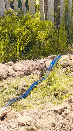 🌲 The Nature Wolf 🌲 on Instagram: "A living shadow edged in color 🖤 🎥 from @yeimo.meni The Boelen's python (Simalia boeleni) moves like darkness woven with light. And yes, it's a real video, and a real species from your planet - New Guinea, to be exact. Long, powerfully built, with scales that flash a deep rainbow iridescence when the sunlight catches them - an effect created not by pigment, but by microscopic scale structures that bend light with every curve of its body. They're ambush pred