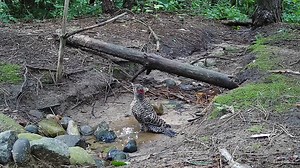 Young Northern Flicker enjoying a bath in the stream