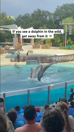 Scary Facts About Dolphins In The Wild