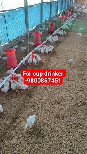 For best poultry #farming #broiler #chicken drinker