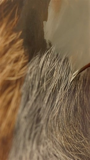 The last of that glorious red before I move into the grey coming up underneath. Using my sword liner brush and @gamblincolors paint, I thin the paint and pull my brush through the layers, working “wet on wet”. Not waiting for them to dry, but completing small sections at a time. ☺️ This fox is nearly finished, just a few more days of work left in it! I haven’t worked out what I’m painting next, which always fills me with a little dread. But perhaps it’s good for me sometimes not to know what the