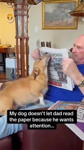 Dogs that will do anything for attention 🤣#dogtok #doglovers #viraldog #dogmoments #funnypets