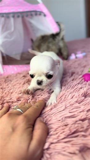 teacupchihuahua on TikTok