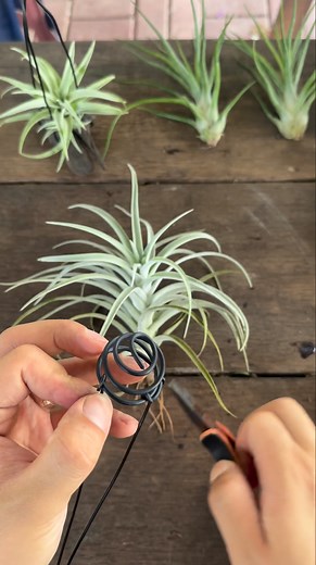 21K views · 377 reactions | NO Drill needed! Simple and practical holder for air plant — harrisii using 1.5mm + 2.5mm aluminum wire 淋 #Airplants #tillandsia #tillymiri | TillyMiri - Tillandsia Air Plants Miri | Facebook