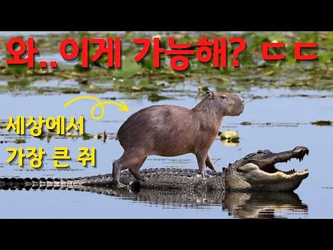 악어를 타고 다니는 친화력 끝판왕｜동물계의 ENFP 카피바라