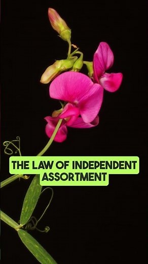 What is Mendel’s Law of Inheritance?