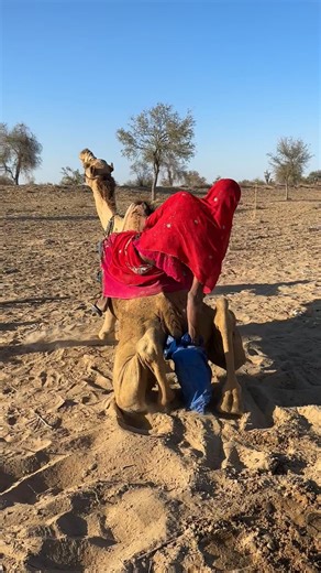 فتاة تسحب قطعة قماش خشنة بين ساقي جمل لتخفيف حكته