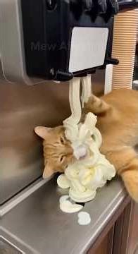 Bro is full of Cream 😅😂| Highly Addictive Viral Cats Compilations