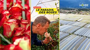 ❤️🌹 À l’approche de la Saint‑Valentin, des millions de roses s’apprêtent à déclarer leur amour 💐. Mais sais‑tu que la majorité d’entre elles vient d’Équateur ? 🇪🇨 Je t’explique pourquoi ce pays est devenu le véritable paradis des roses. 🌹☀️​ #SaintValentin #Roses #Amour #Equateur #Voyage | Un Monde à part - RTBF