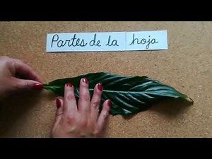 Partes de la hoja