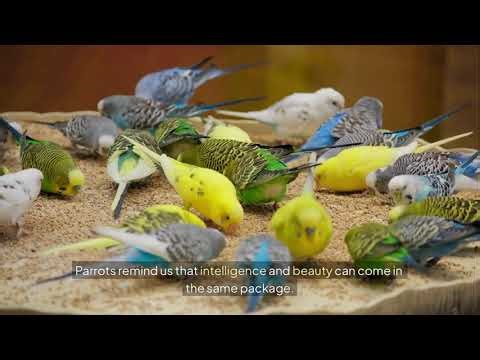 10 Amazing Parrot Facts You Didn’t Know | Smartest & Most Colorful Birds on Earth