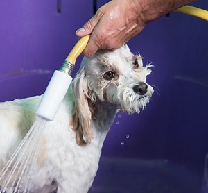 Affordable Dog Spa Services | Pet Spa and Grooming