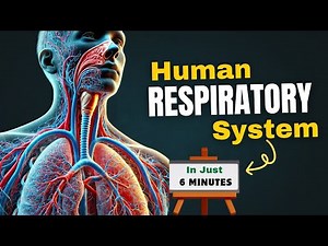 The Human Respiratory System / Anatomy & Physiology explained / Overview/#science #nursing #biology