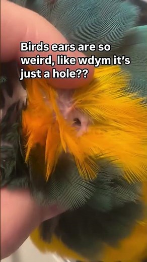 Up Close with a Macaw’s Ear! 🦜👂 #macaw #parrotlovers #birdfacts #birdlovers