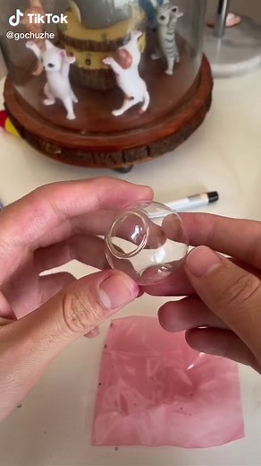 Growing Mini Cactus: A Fun Journey with Swaggy Kitties