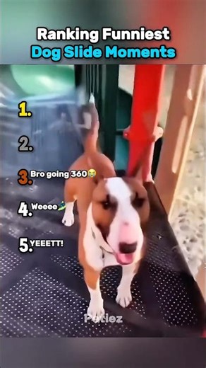 Ranking Funniest Dog Slide Moments 😭
