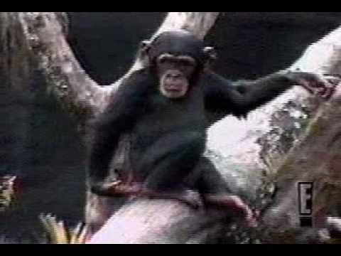 Monkey Scratches Butt and smells... and faints!