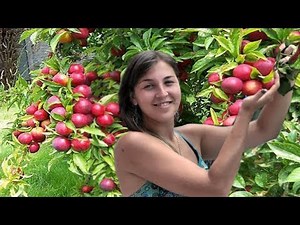 Aloo bukhara tree: Aloo bukhara is a fruit