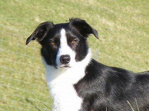 New Zealand Heading Dog - Alchetron, the free social encyclopedia