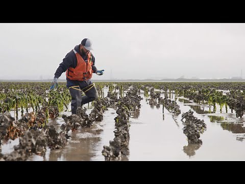SHELLFISH | How Oysters, Mussels & Clams are Sustainably Farmed