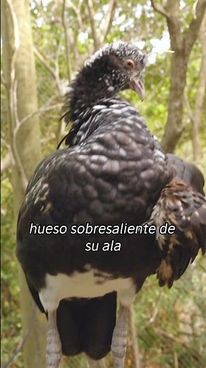 El aruco un uardián invisible del ecosistema