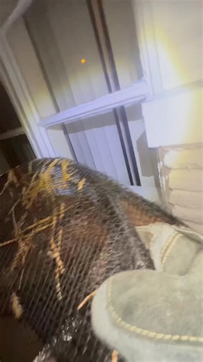 Manny, #148, is another mangy fox captured while sleeping in a cat hut trying to stay warm. He’s also from Pennsauken, but from a different location. After homeowners, MaryJean & Zach, reached out to us, Luke stopped by on October 13th. He instinctively acted as if the fox was in the cat hut and covered the entrance hole with his pole net and looked inside… sure enough Manny was inside. Before Luke could come up with a plan to extract him, Manny was running down the block. Here, there was an exi