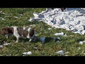German Shorthaired Pointer Puppies For Sale